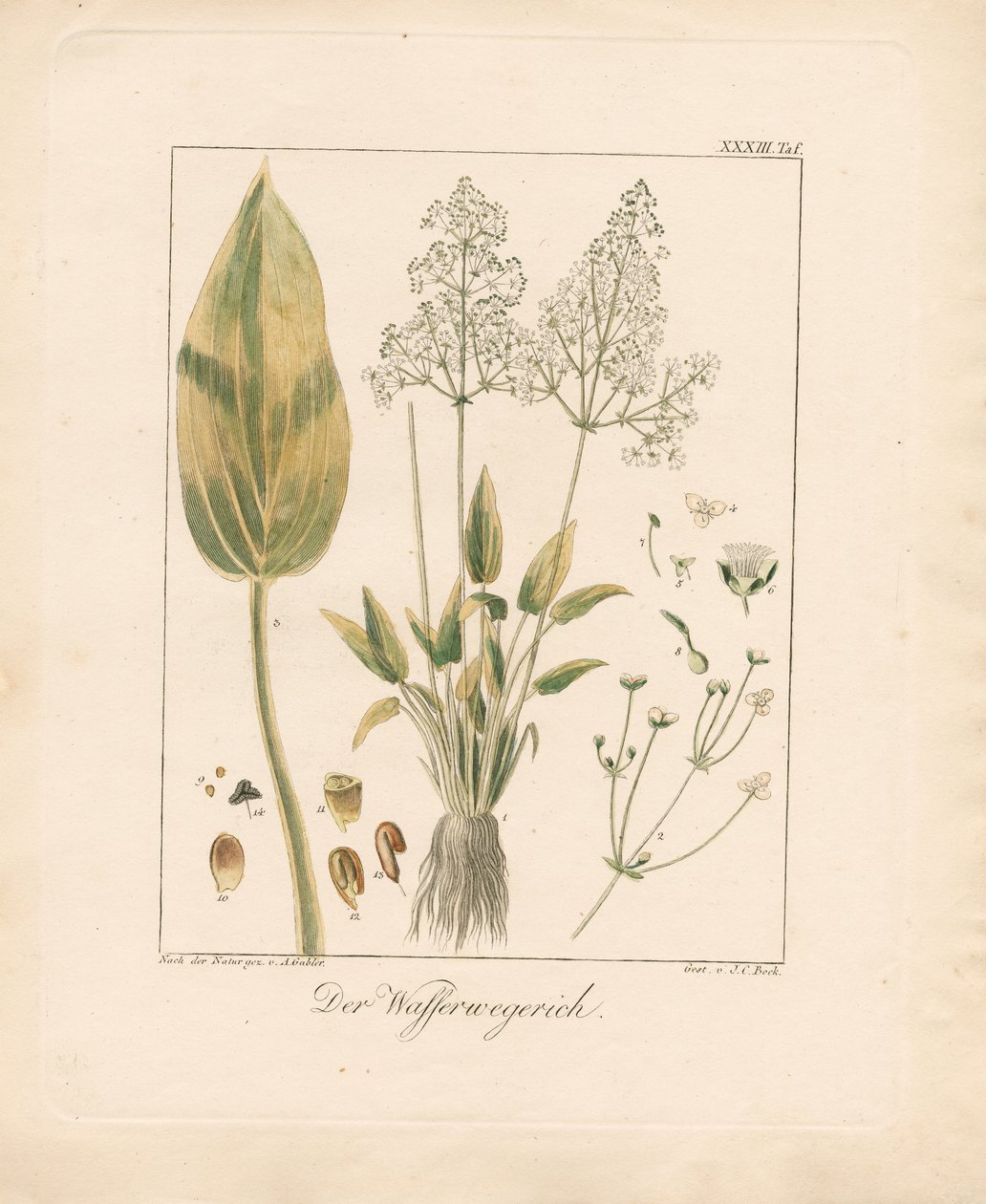 Common Water-plantain by Ambrosius Gabler