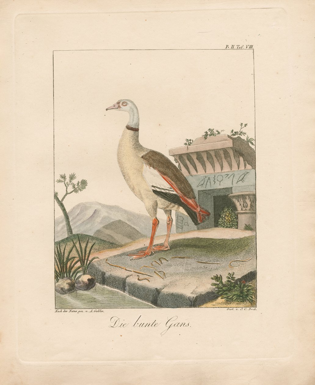 Egyptian Goose by Ambrosius Gabler