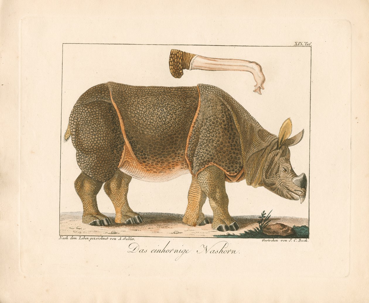 Indian Rhinoceros by Ambrosius Gabler