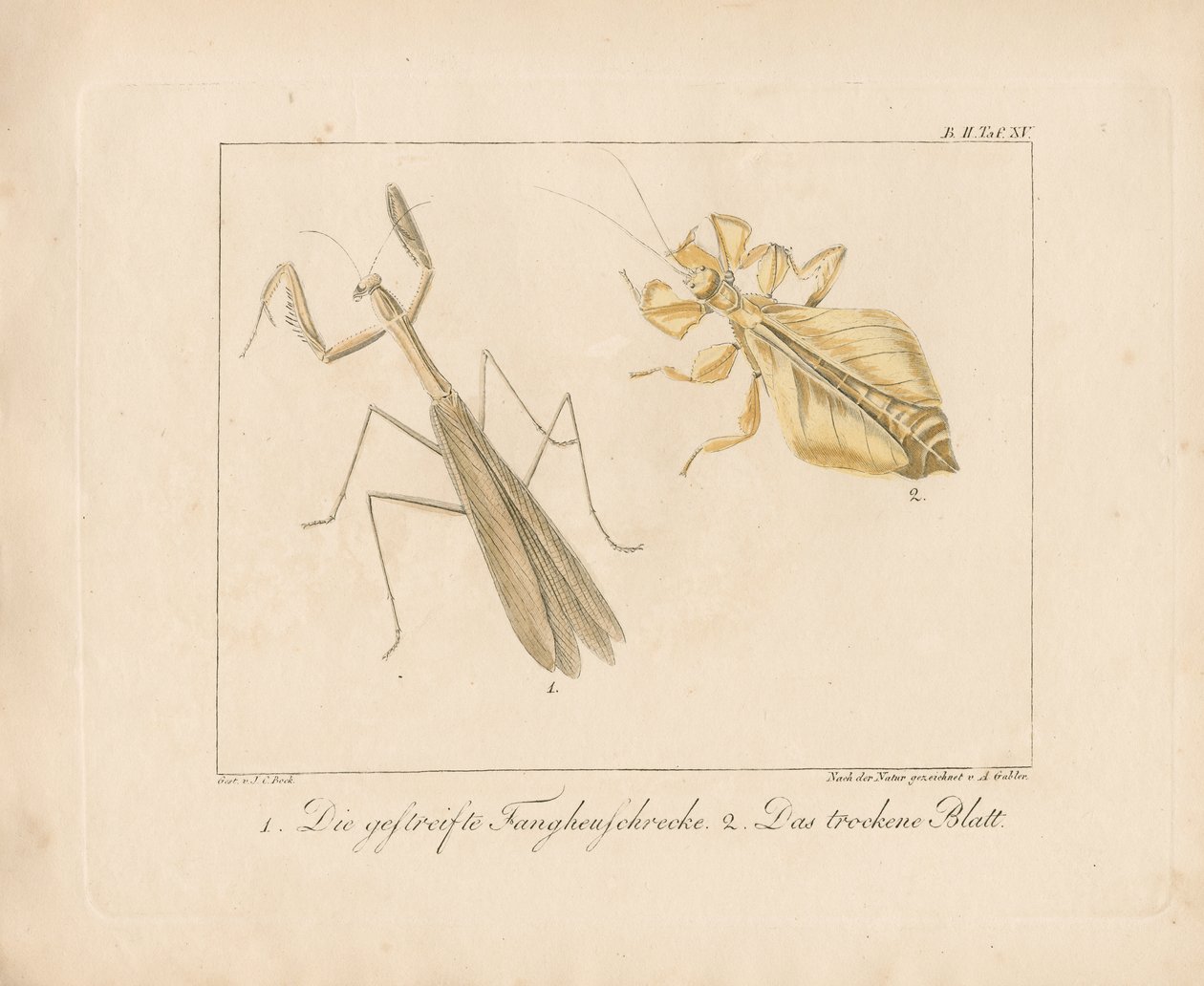Praying Mantis and Leaf Insect by Ambrosius Gabler