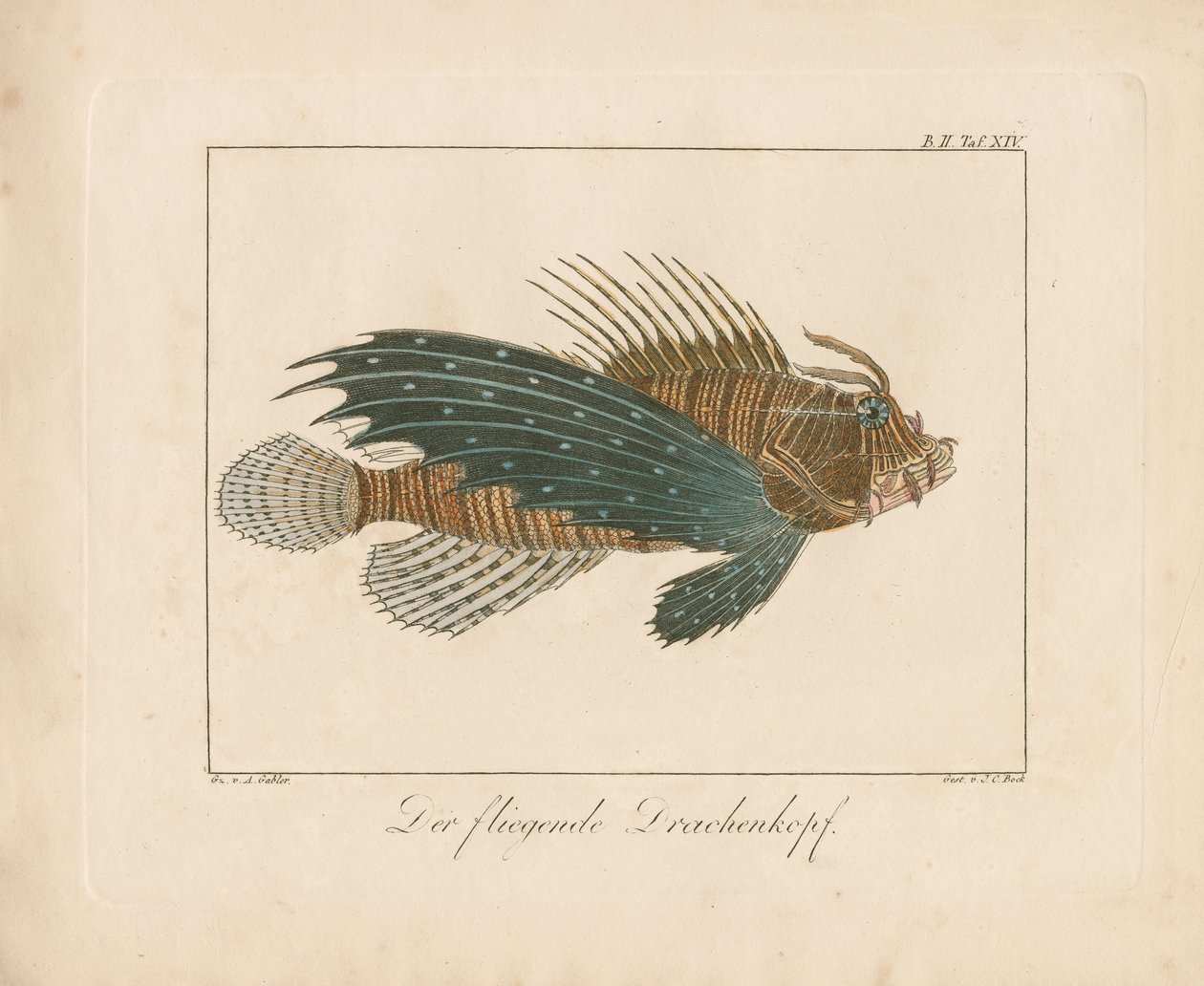 Red Scorpionfish by Ambrosius Gabler