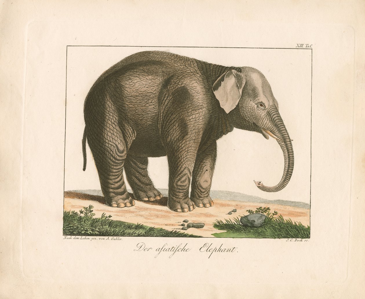 The Asian Elephant by Ambrosius Gabler