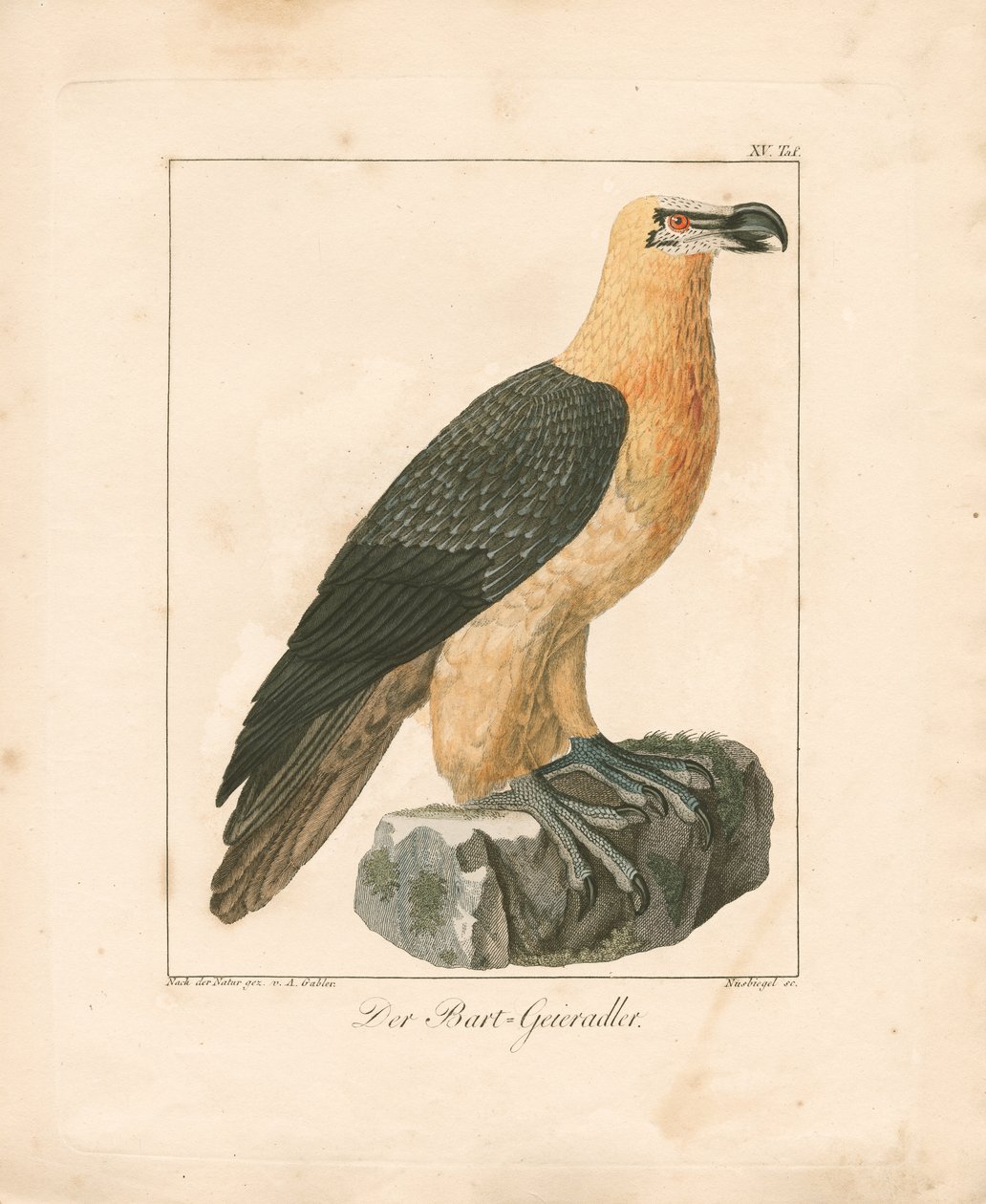 The Bearded Vulture by Ambrosius Gabler