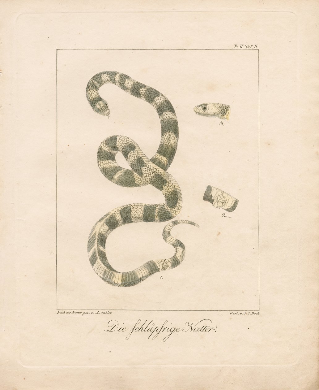 The Grass Snake by Ambrosius Gabler