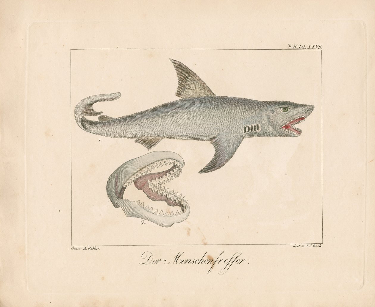 The Man-eater Shark by Ambrosius Gabler