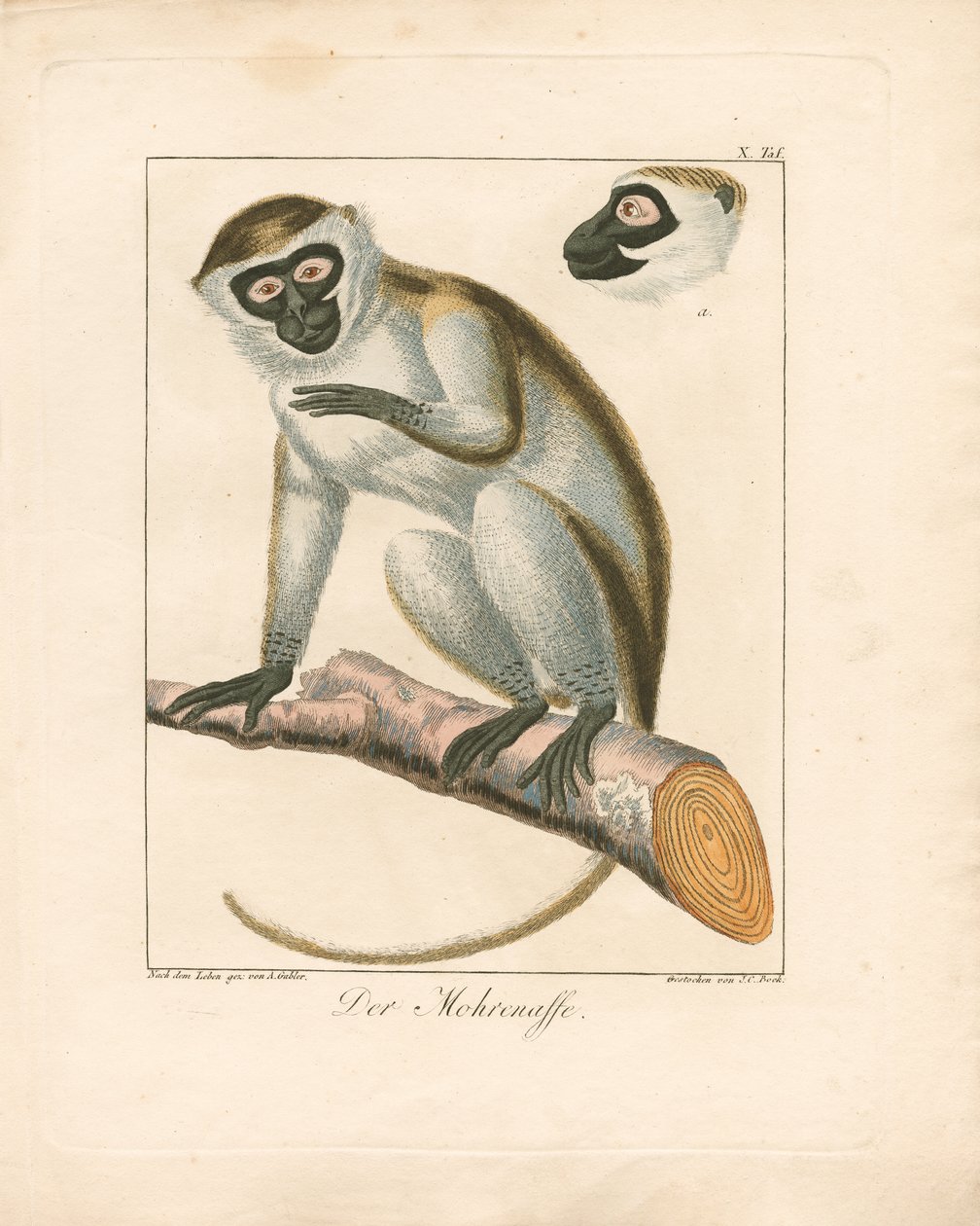 The Moor Monkey by Ambrosius Gabler