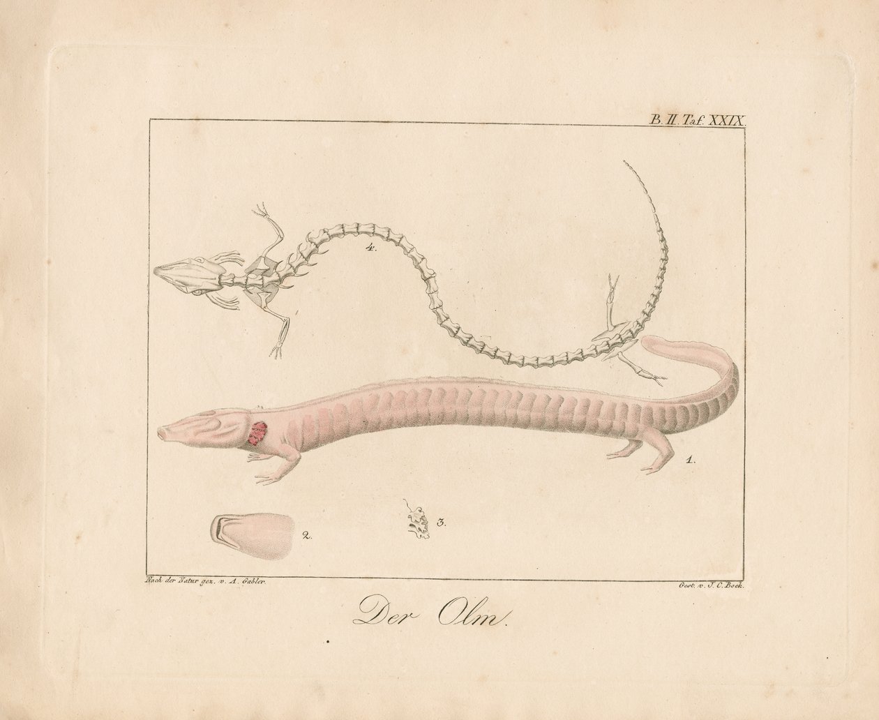 The Olm by Ambrosius Gabler