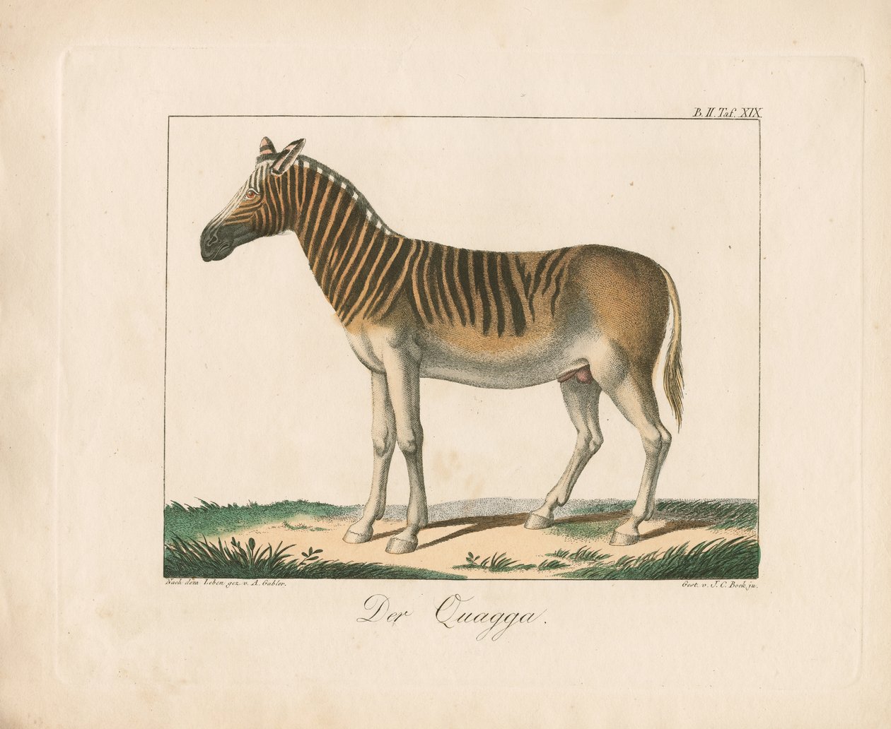 The Quagga by Ambrosius Gabler