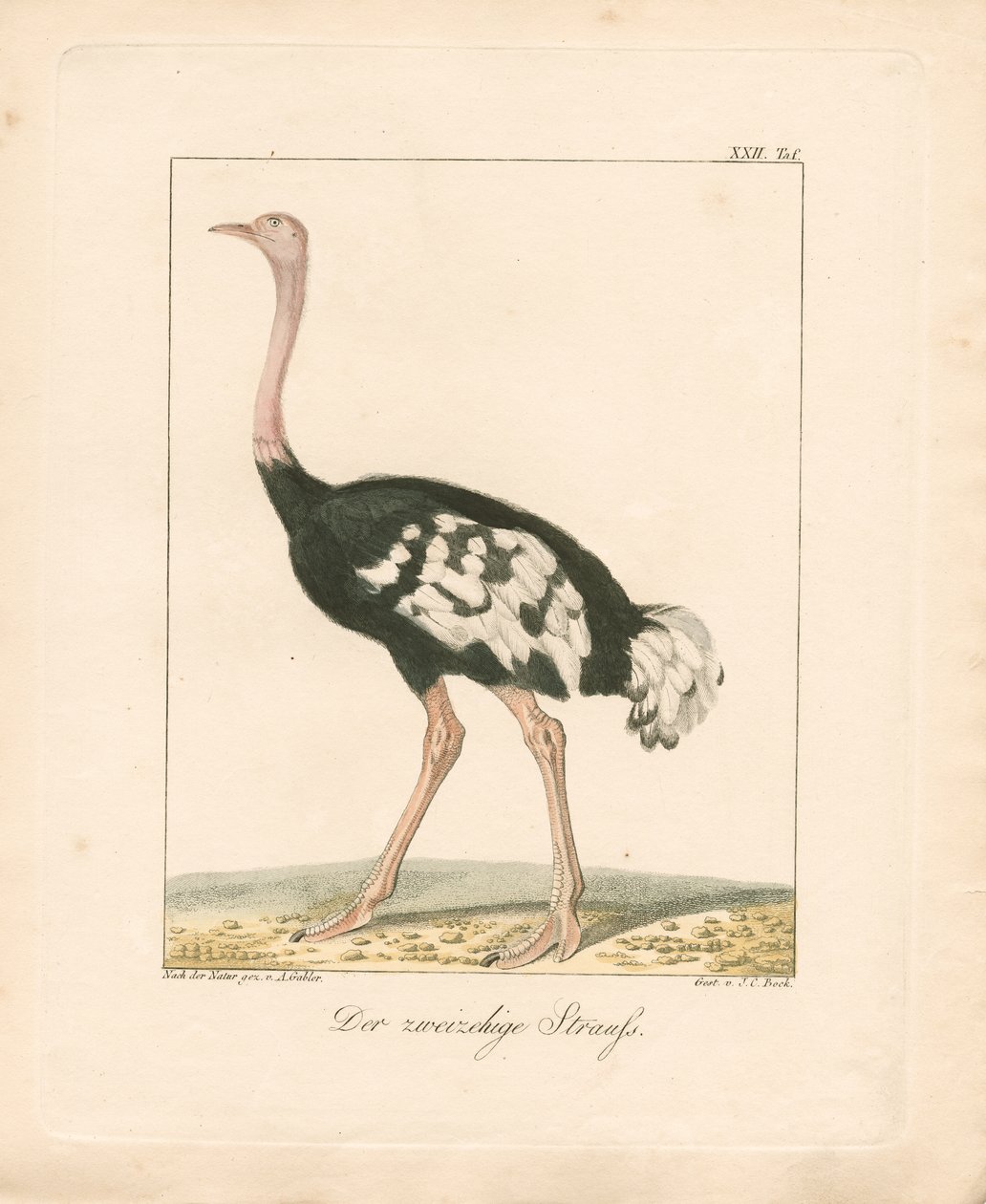 The Two-toed Ostrich by Ambrosius Gabler