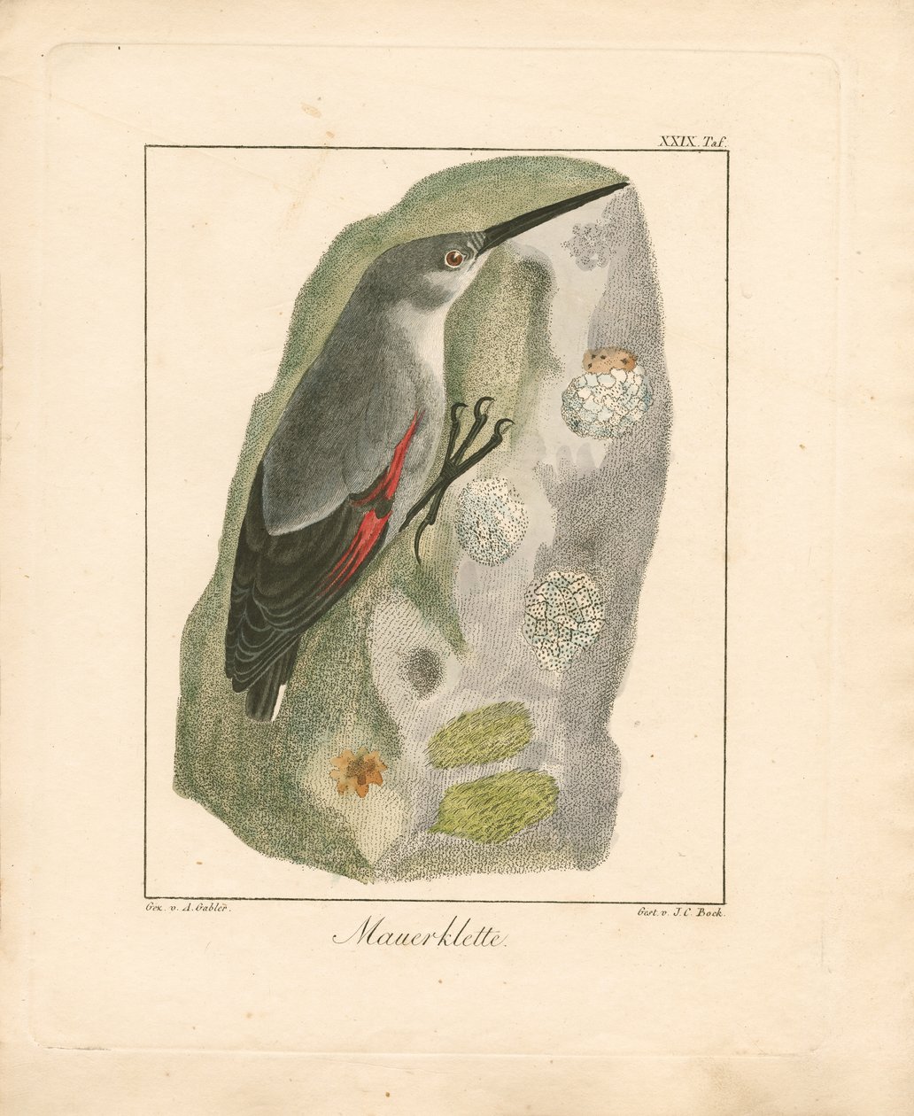 Wallcreeper by Ambrosius Gabler