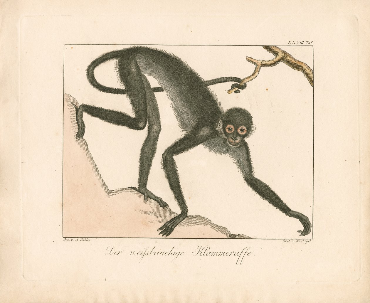 White-bellied Spider Monkey by Ambrosius Gabler