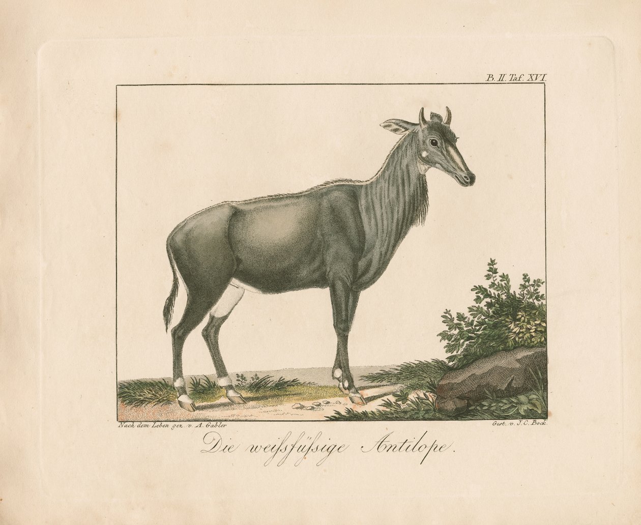 White-footed Antelope by Ambrosius Gabler