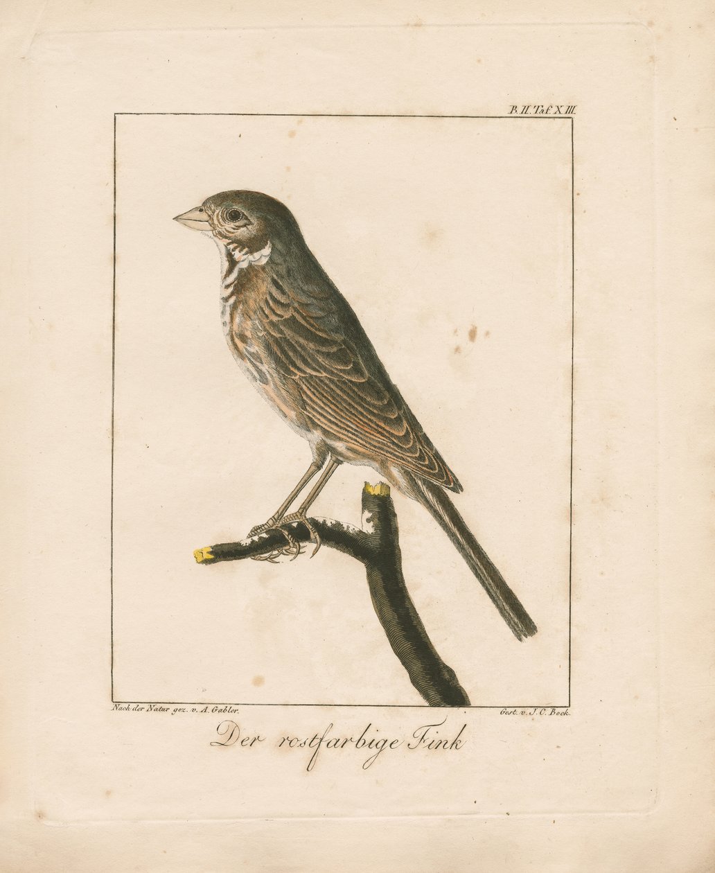 Yellowhammer by Ambrosius Gabler