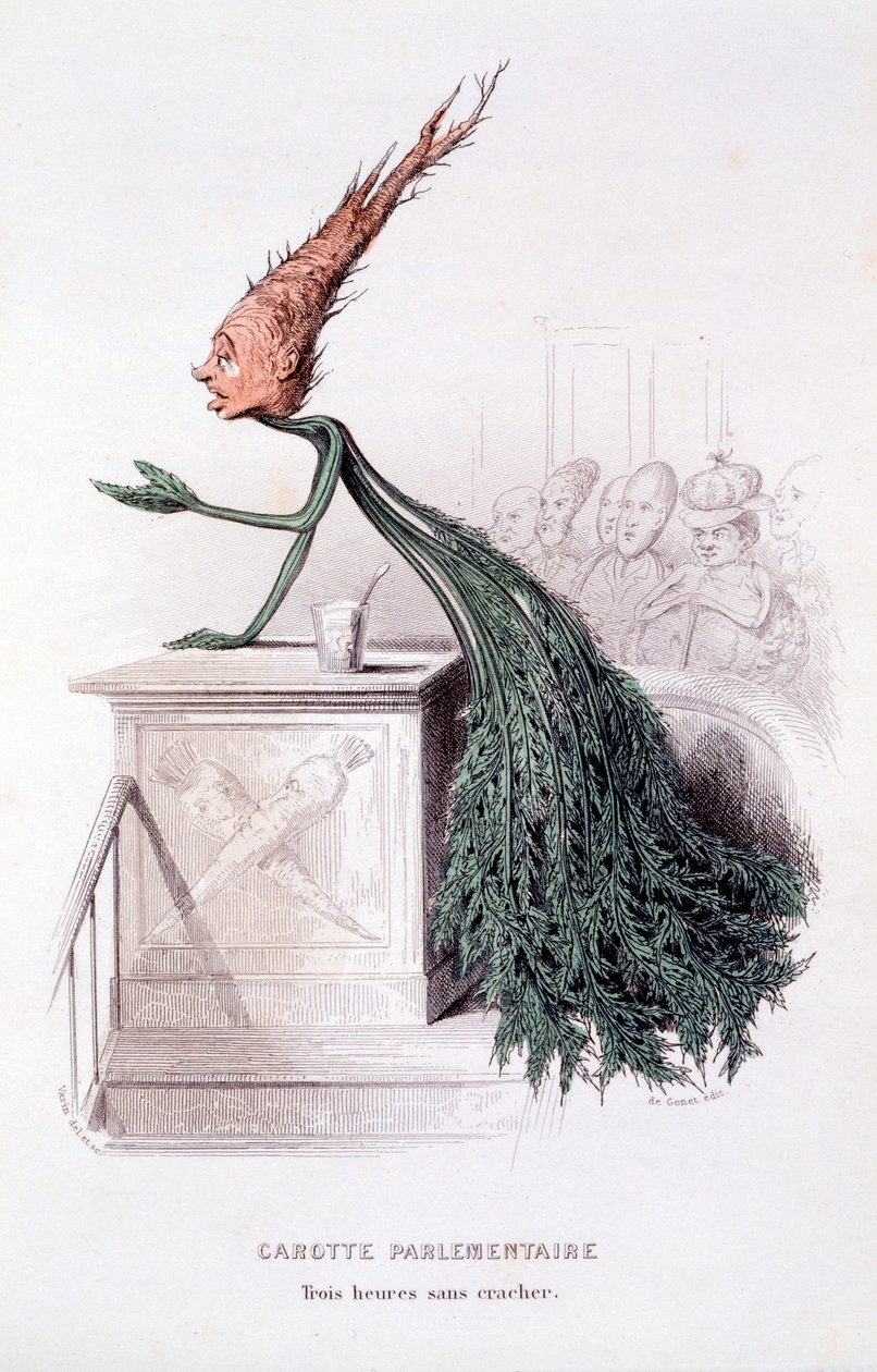 Parliamentary Carrot, illustration from 