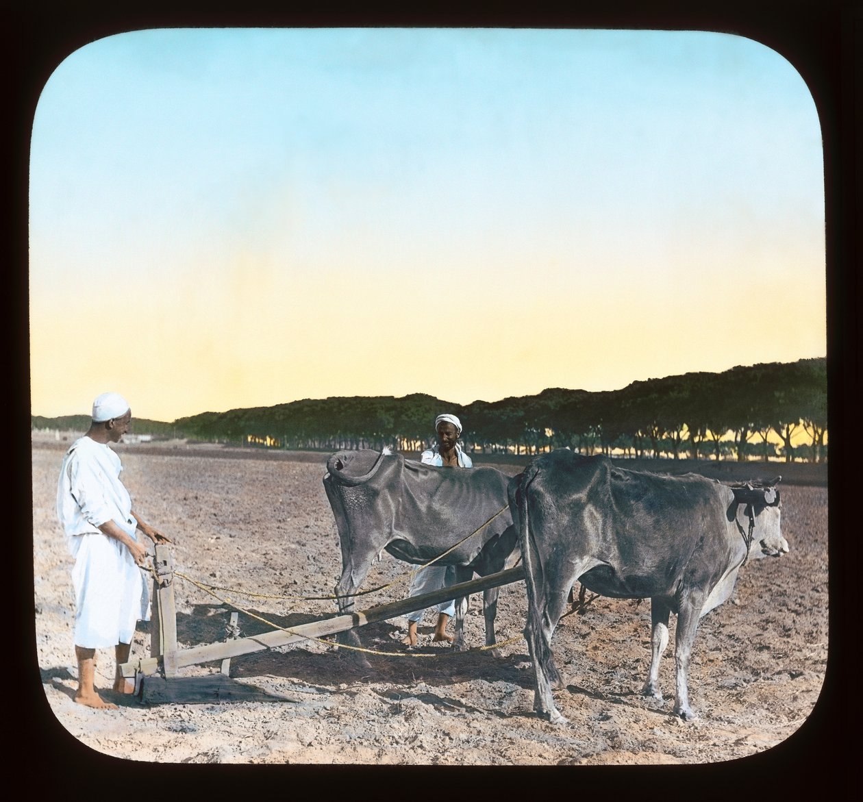 Egypt - Men ploughing by American Photographer