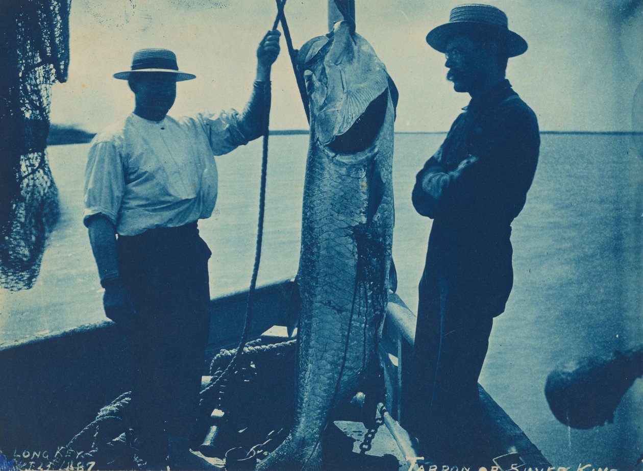 Tarpon or Silver King by American Photographer