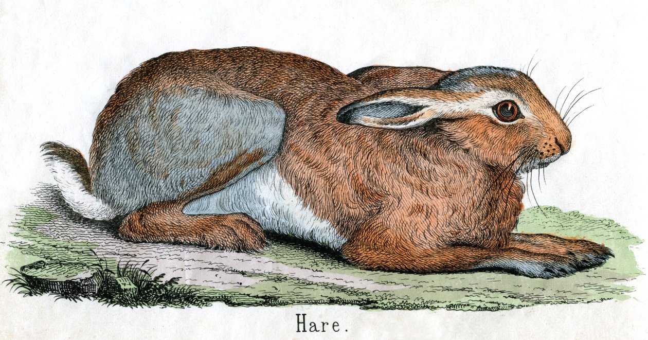Antique Print of a Hare by American School