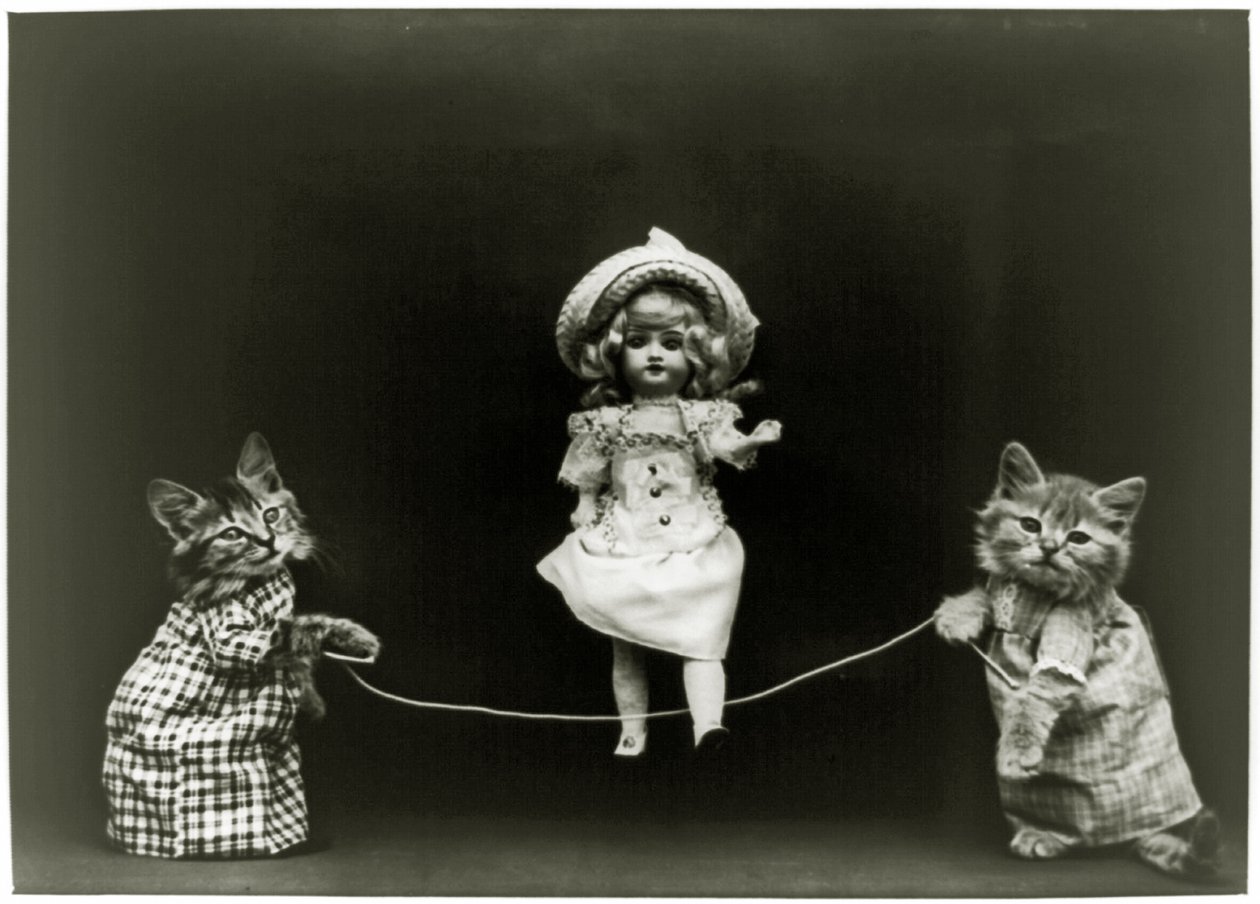Cat curiosity, 1891 by American School