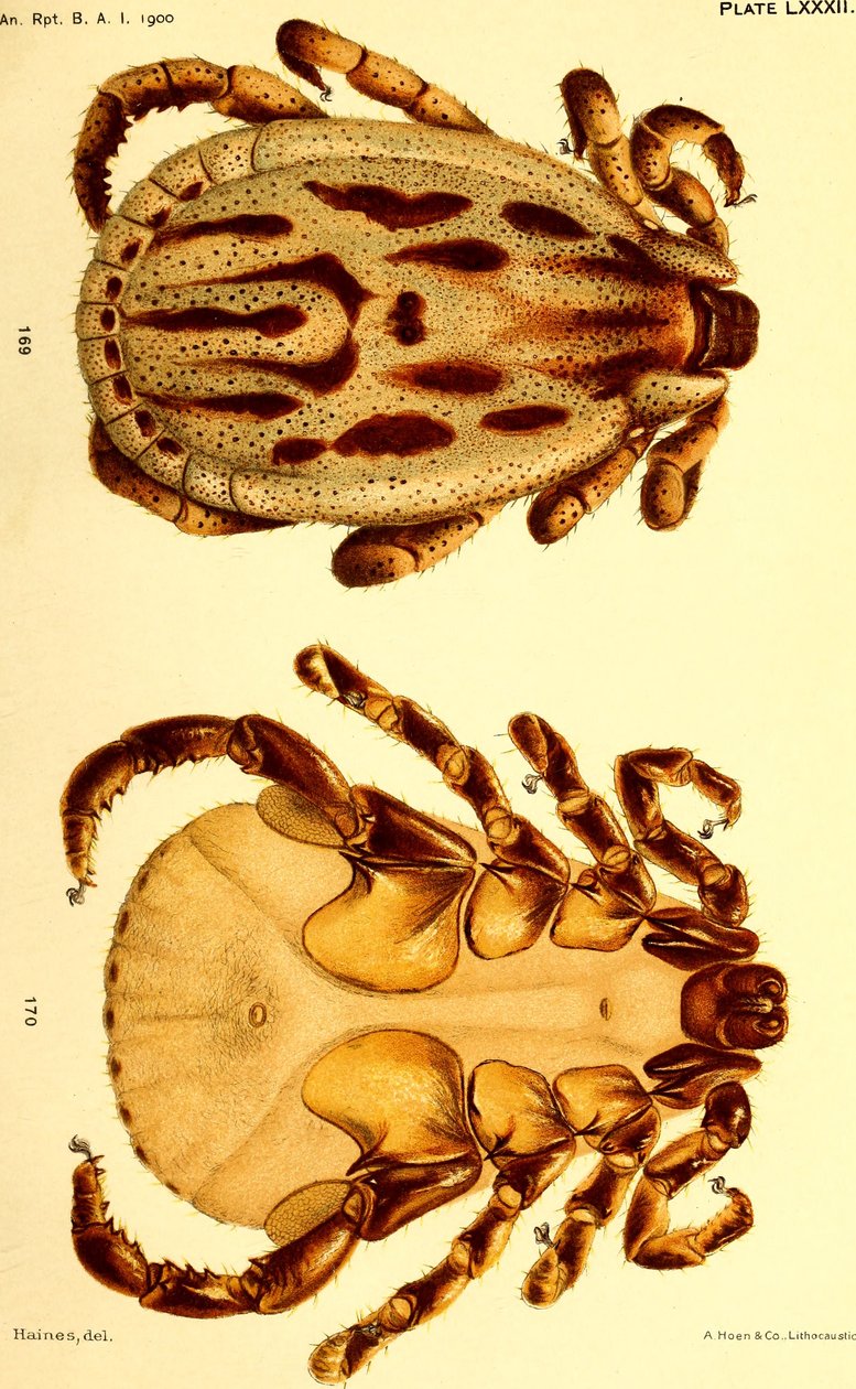 Male Dermacentor reticulatus, illustration from 