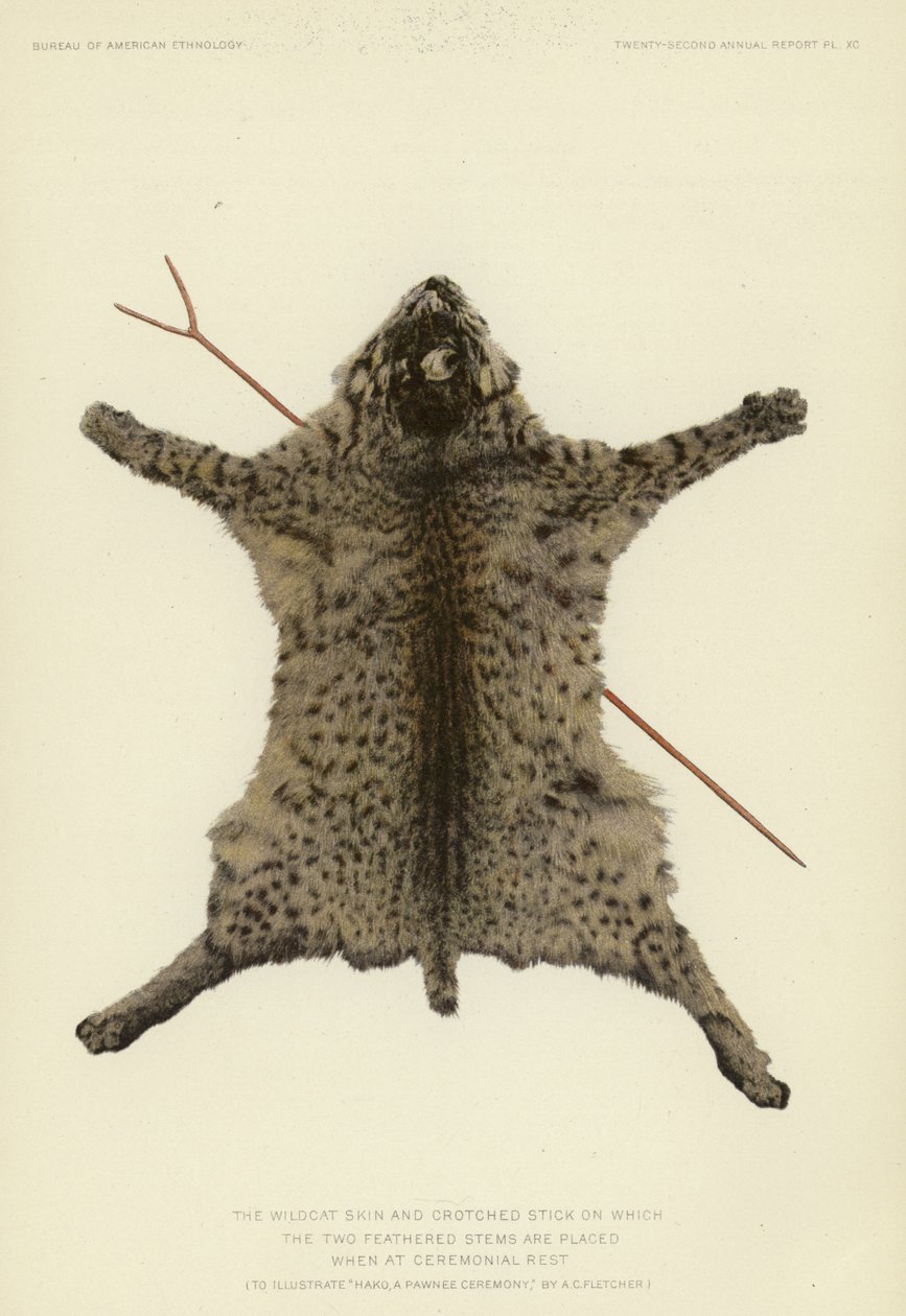 The wildcat skin and crotched stick with feathered stems at ceremonial rest by American School