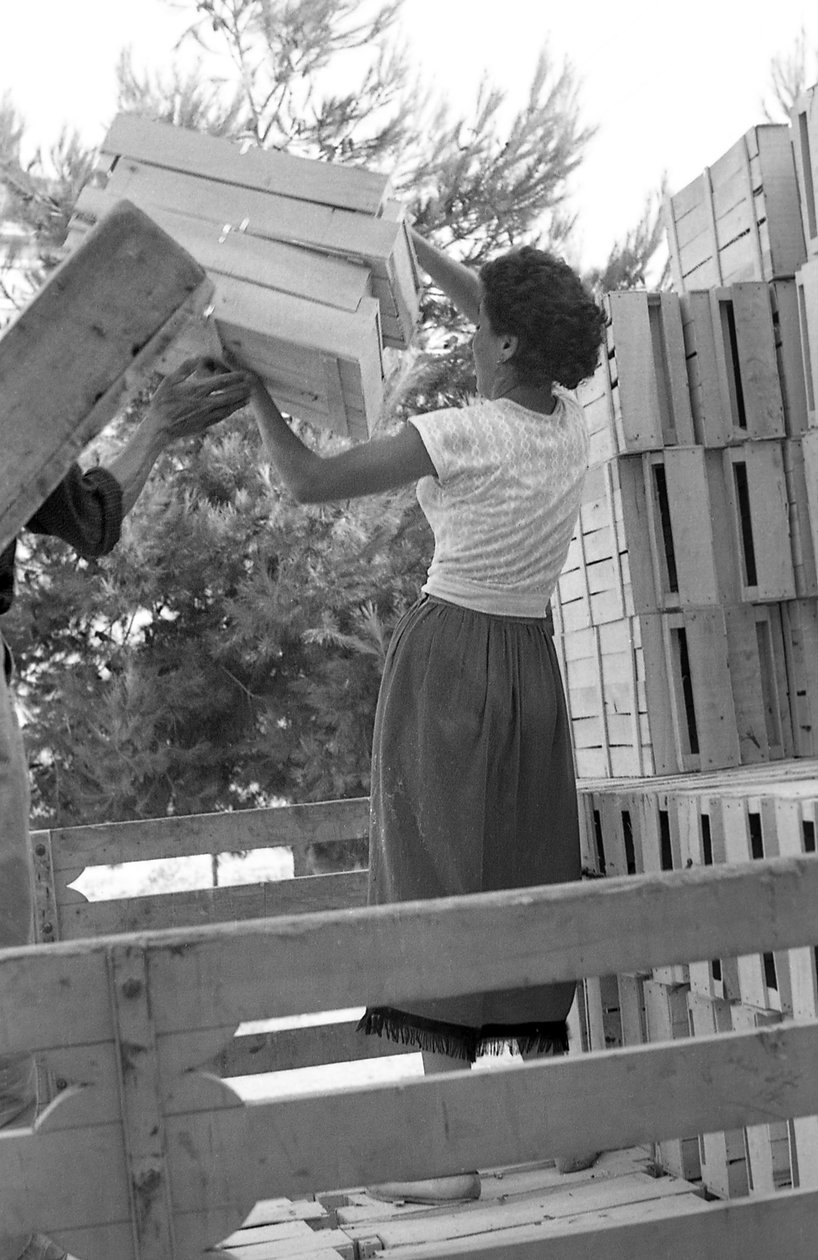 Bitter Grapes - Start of the Day by Ando Gilardi