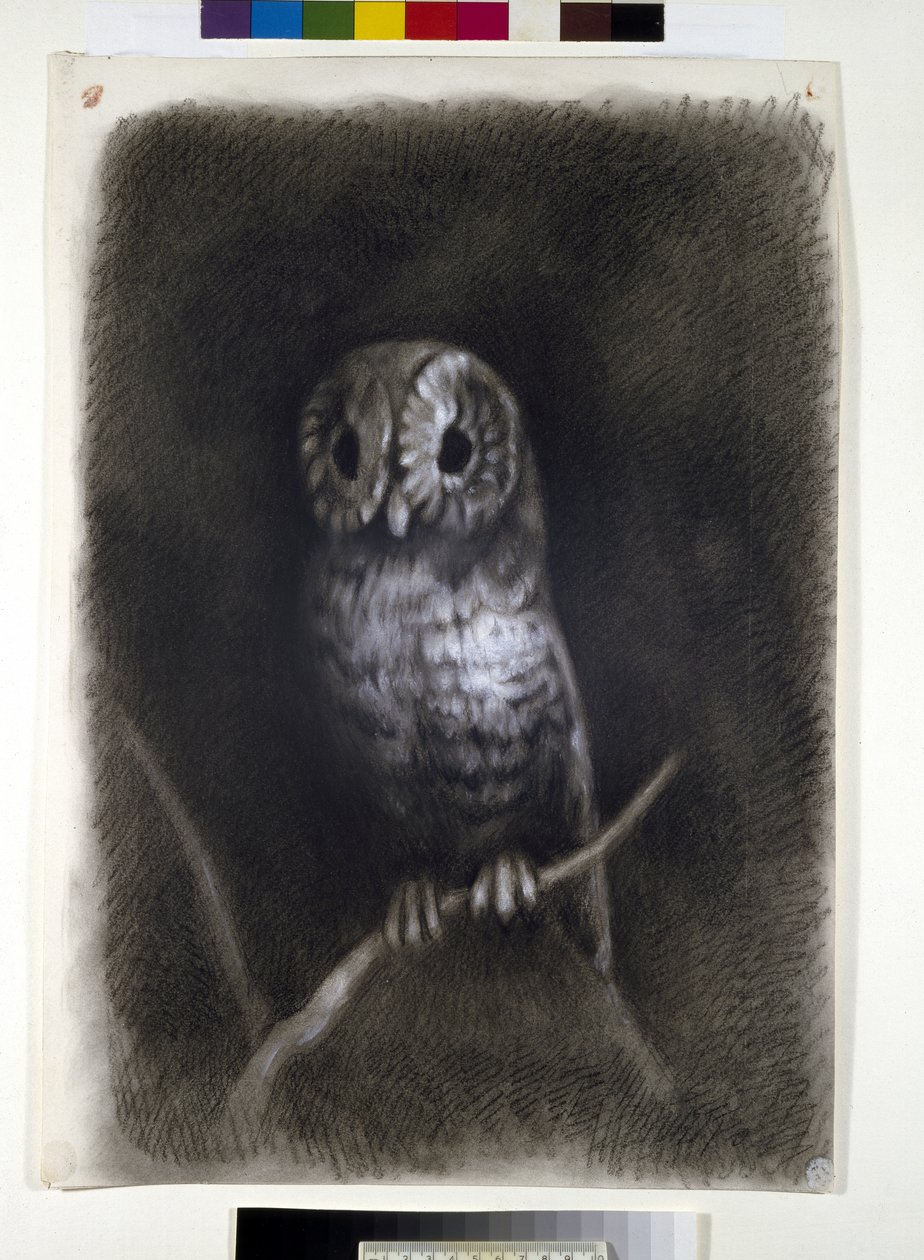 Owl, copied from a Photograph of Mantegna