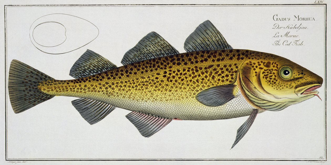 Cod (Gadus Morhua) plate LXIV from 