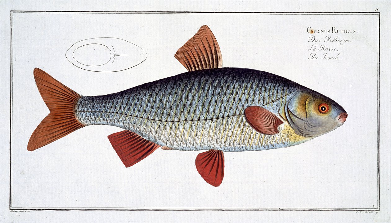 Roach (Cyprinus Rutilis), plate II from 