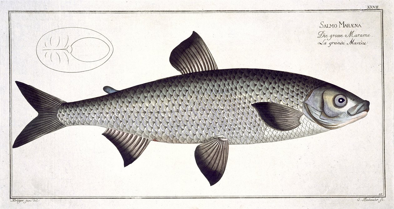 Salmon (Salmo Maraena) Plate XXVII from 