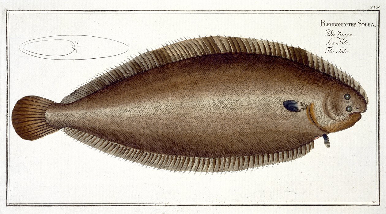 Dover Sole (Solea Solaea) plate XLV from 