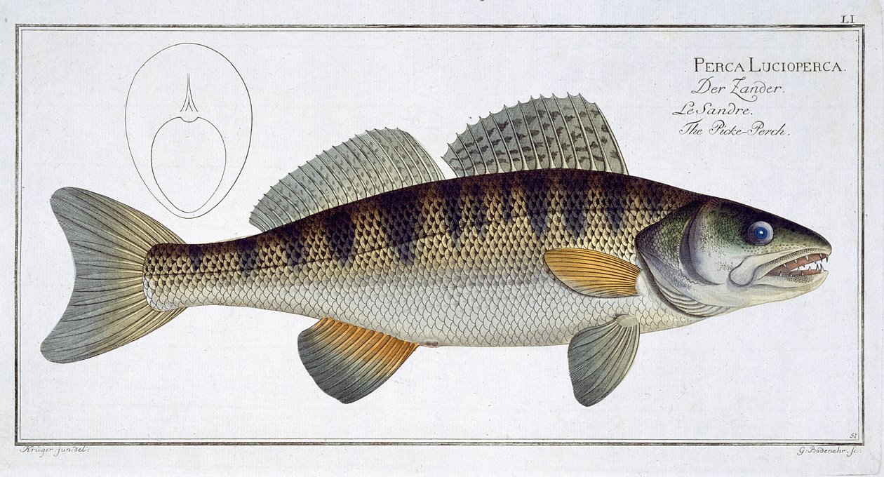 Pike-Perch (Perca lucioperca) plate LI from 