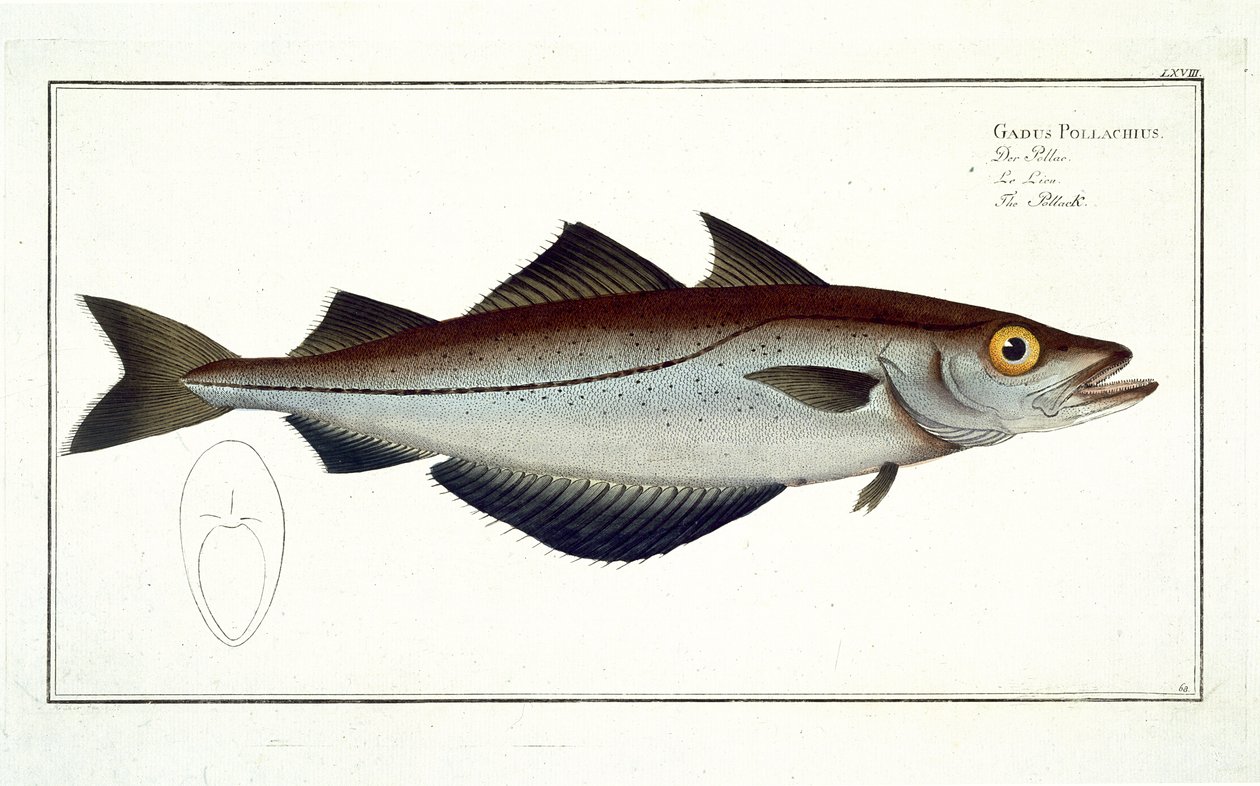 Pollack (Pollachius pollachius) plate LXVIII from 