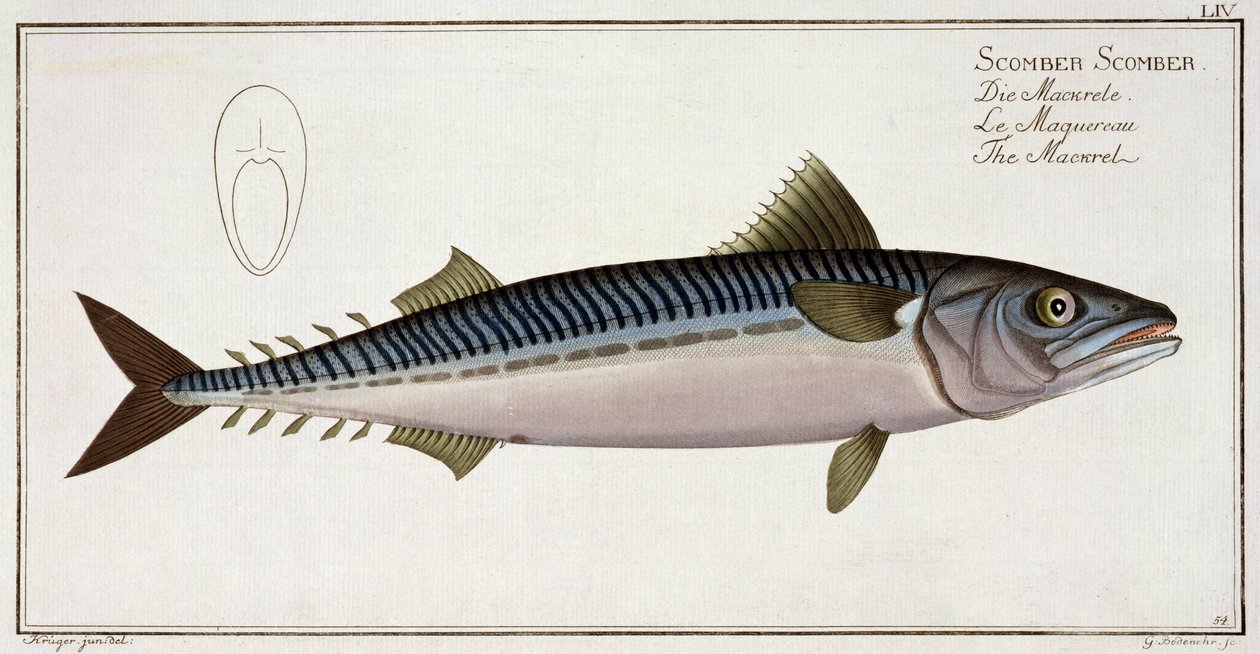Mackerel (Scomber Scomber) plate LIV from 
