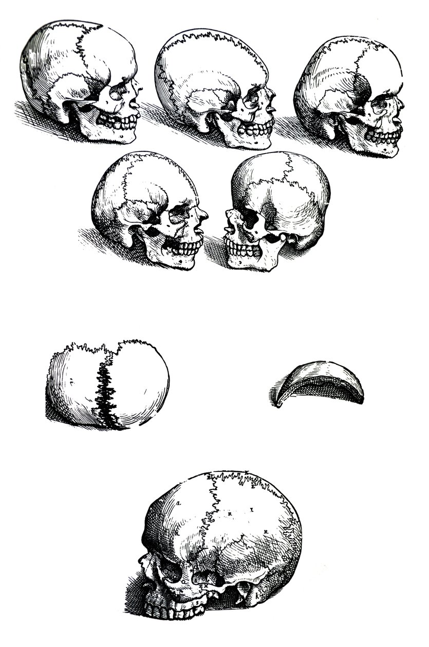 The Plates from the First Book of the De Humani Corporis Fabrica by Andreas Vesalius by Andreas Vesalius