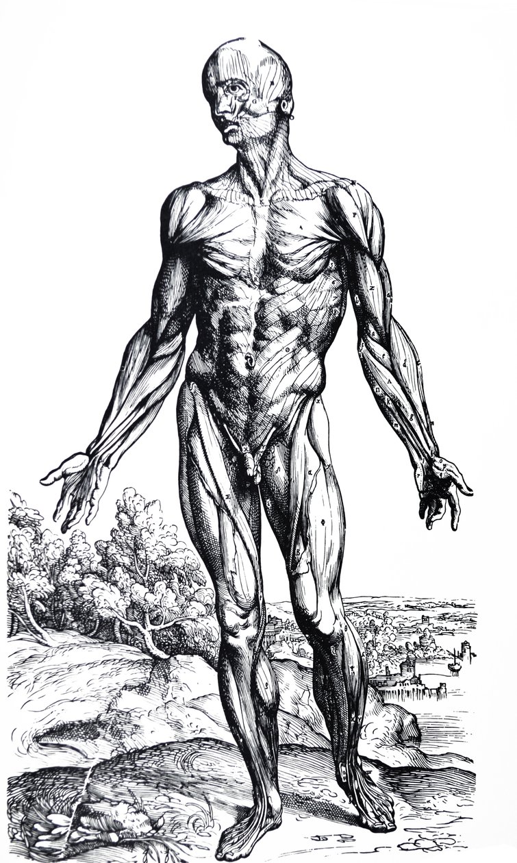 The Plates from the Second Book of the De Humani Corporis Fabrica by Andreas Vesalius