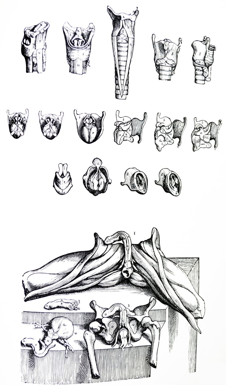 The Plates from the Second Book of the De Humani Corporis Fabrica by Andreas Vesalius