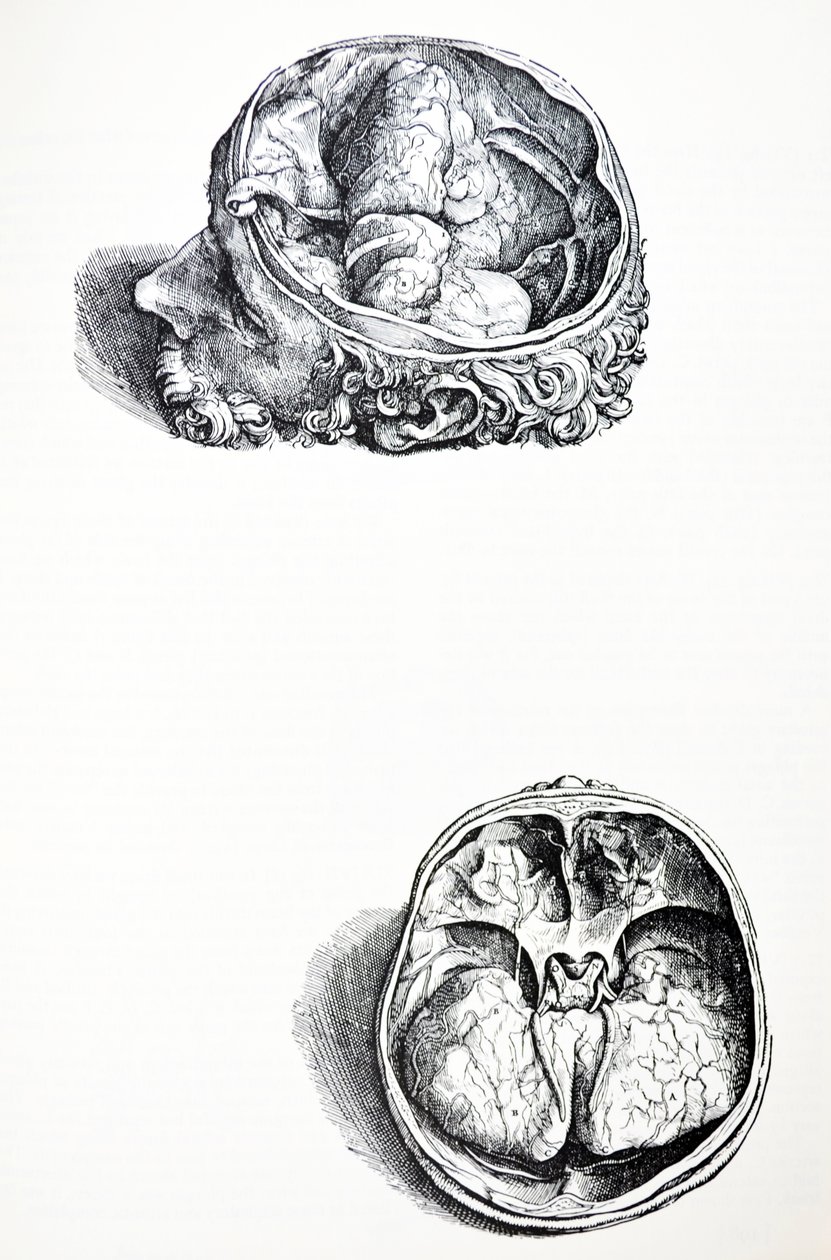The Plates from the Seventh Book of the De Humani Corporis Fabrica by Andreas Vesalius