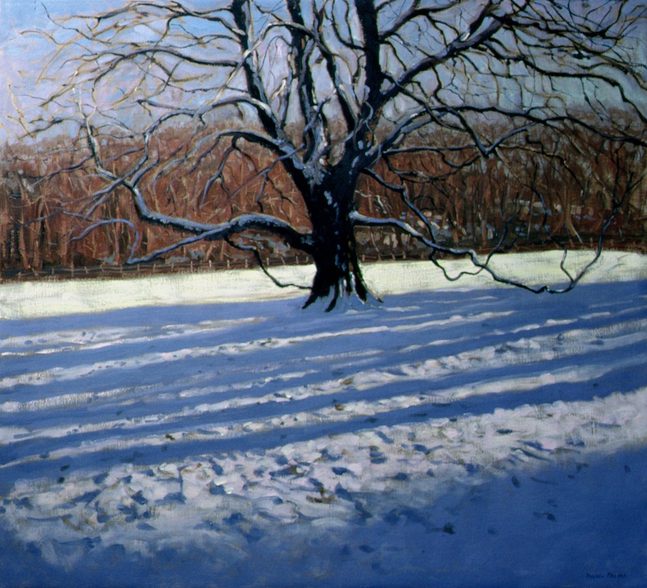 Large Tree, Snow, Calke Abbey by Andrew Macara