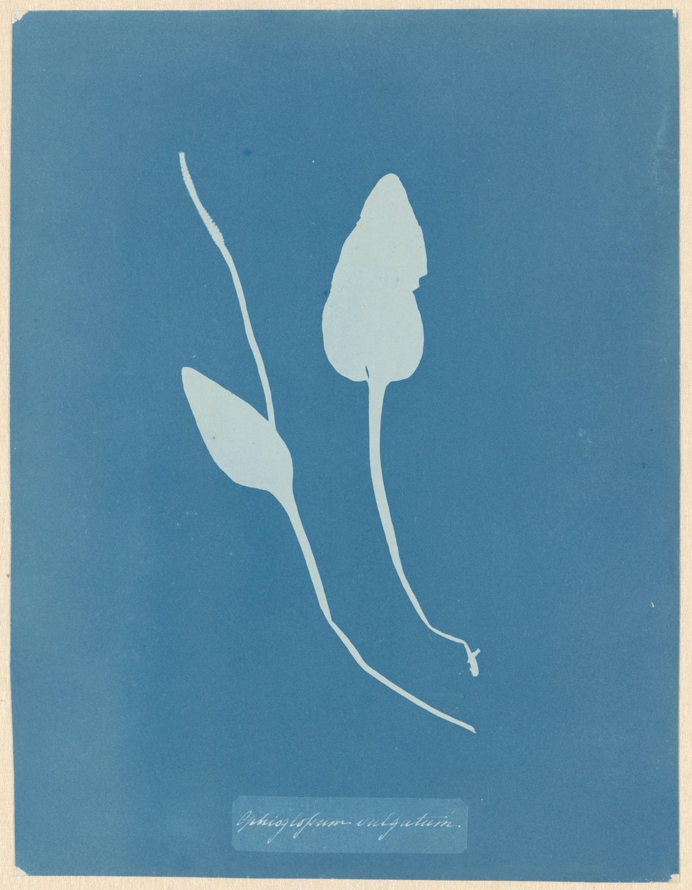 Addertong by Anna Atkins