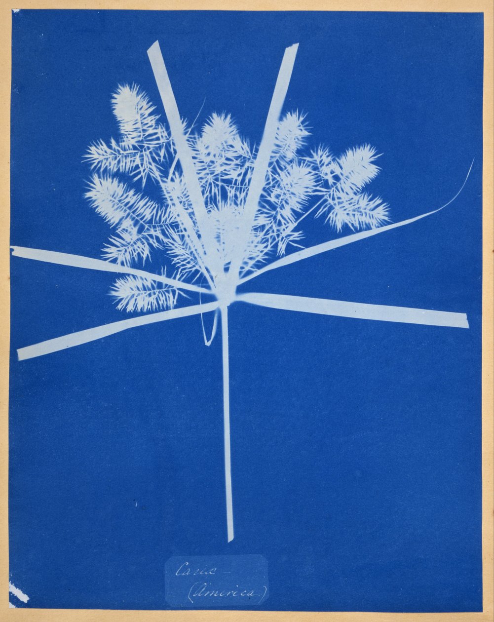 Carix (America) by Anna Atkins
