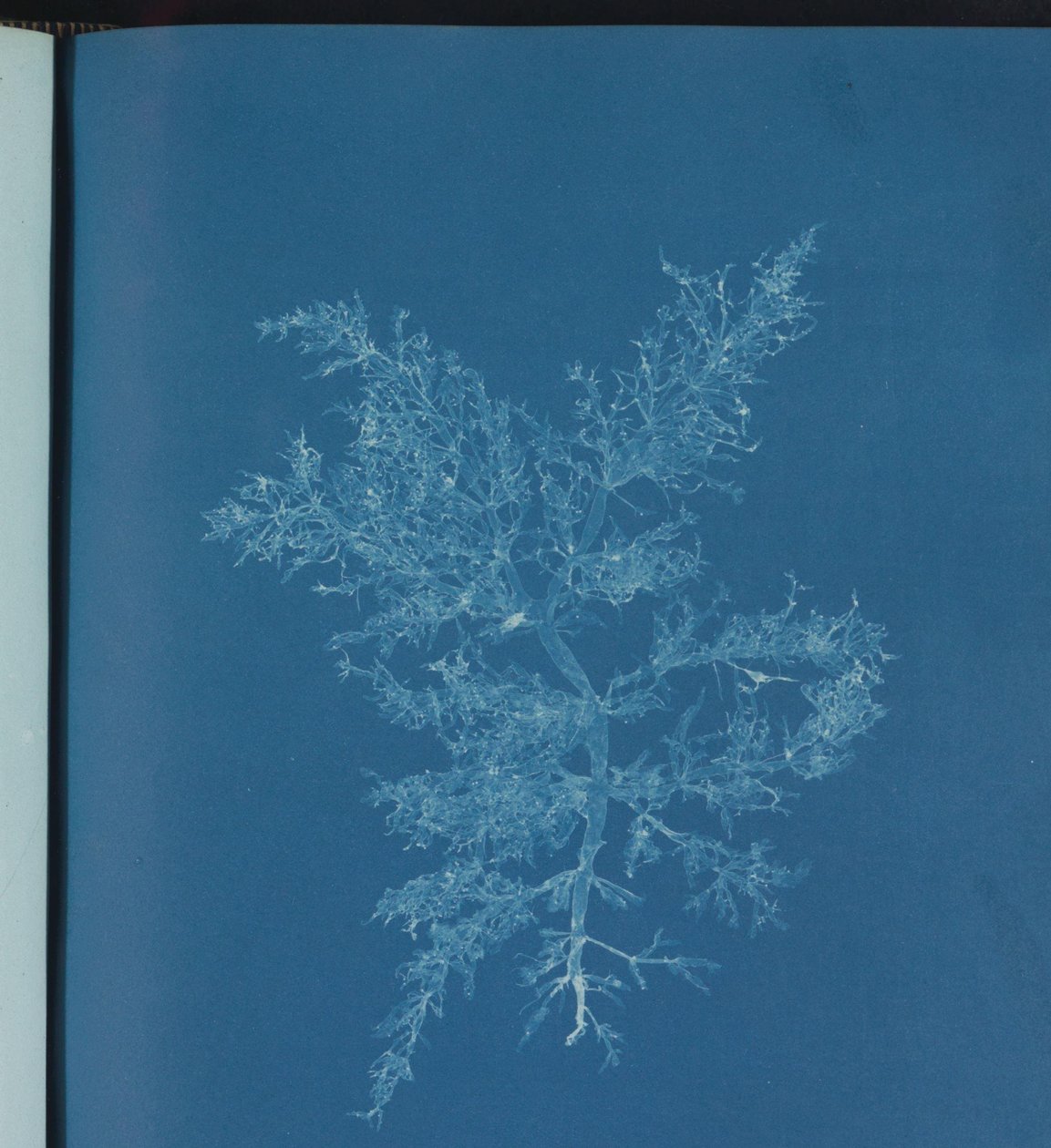 Chylocladia kaliformis by Anna Atkins