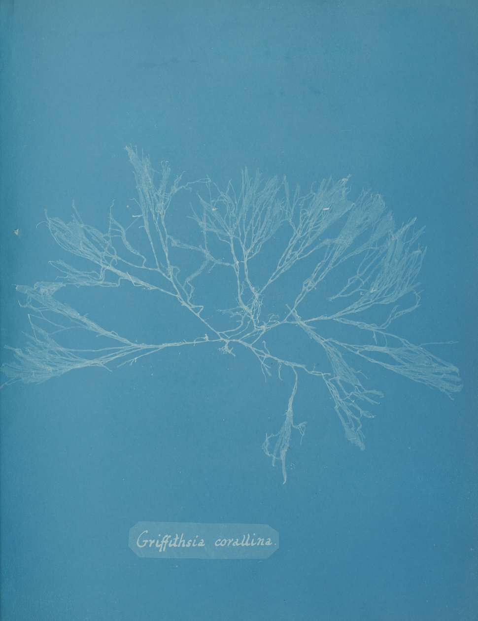 Griffithsia Corallina by Anna Atkins