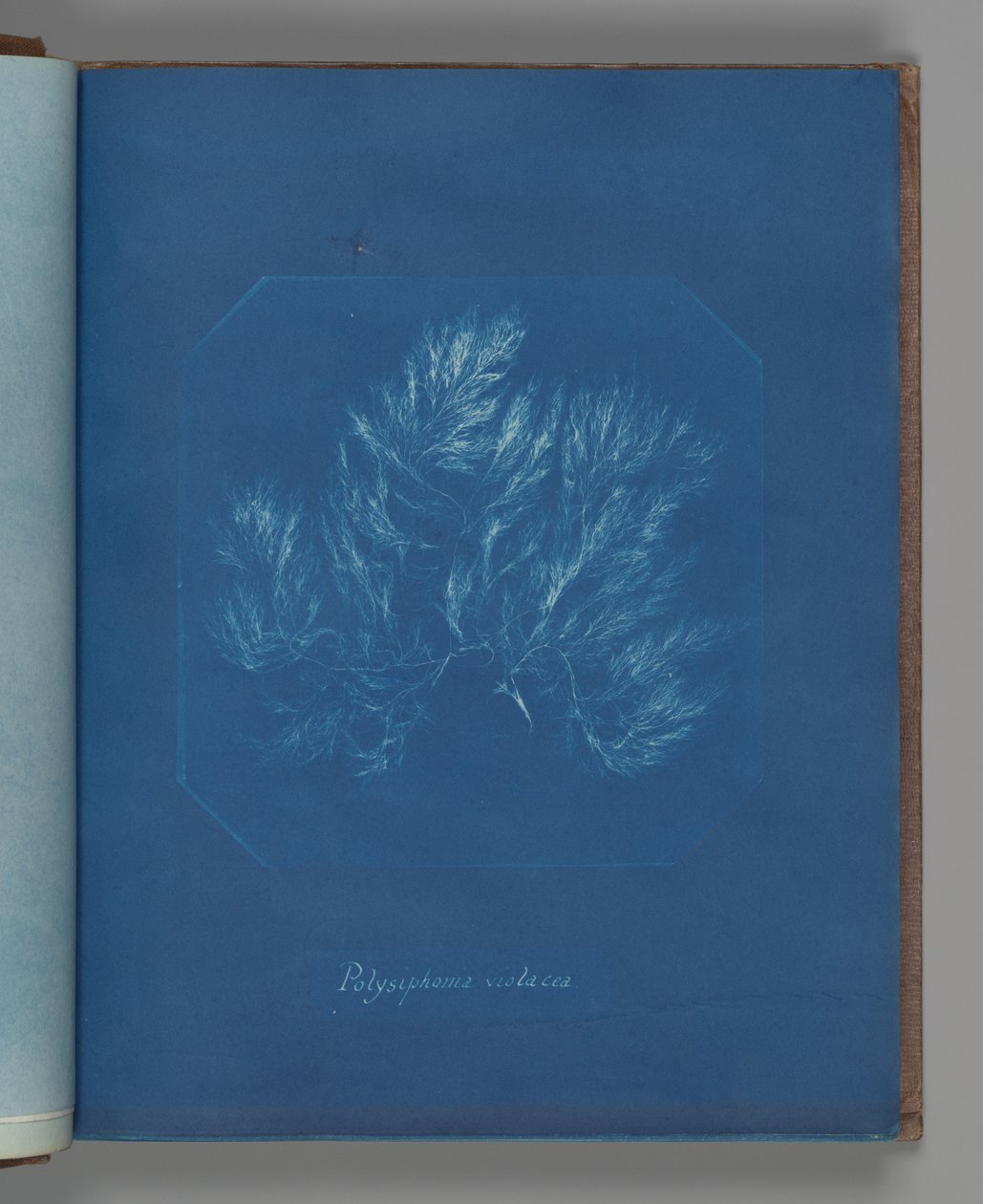 Polysiphonia violacea by Anna Atkins