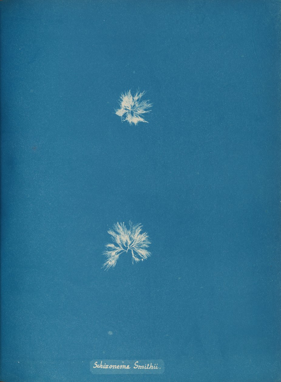 Schizonema Smithii by Anna Atkins