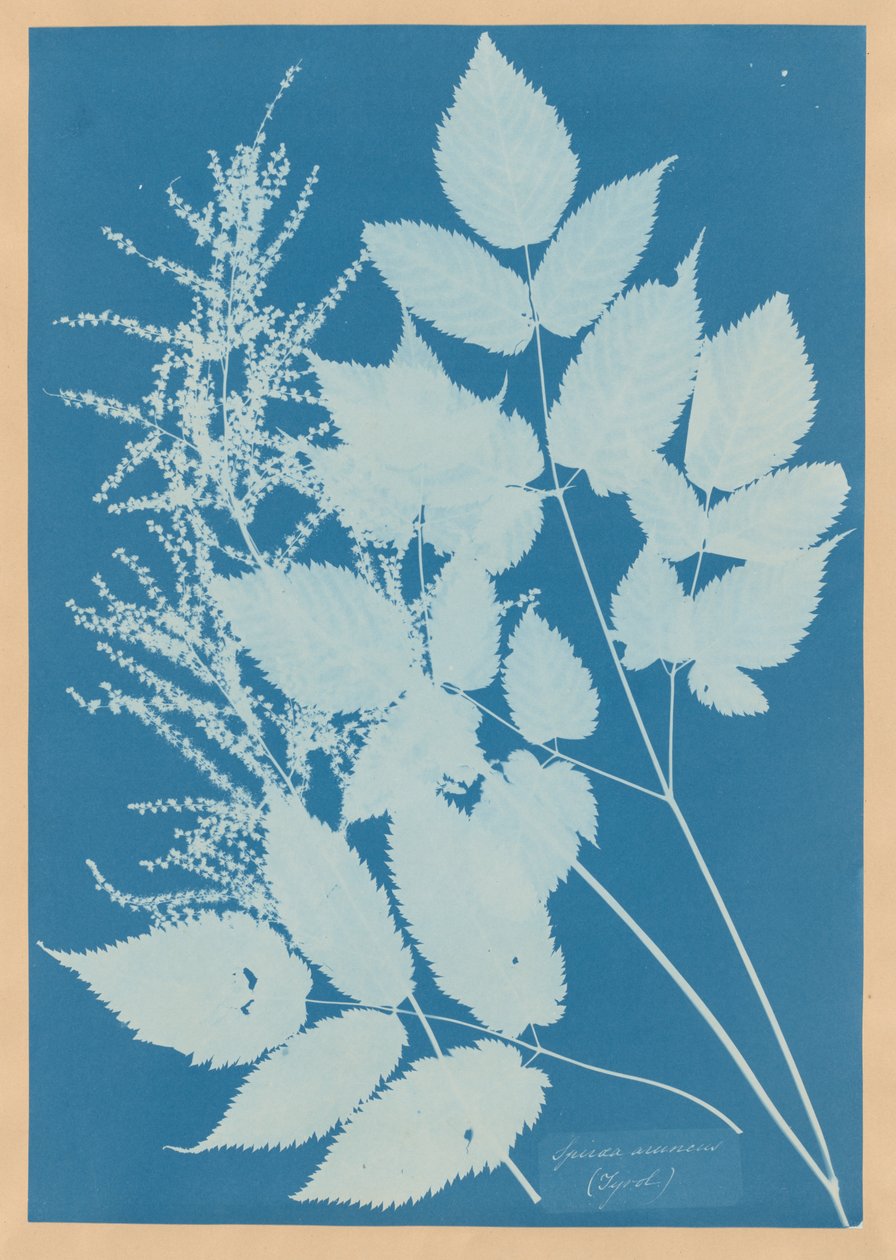 Spiraea aruncus (Tyrol) by Anna Atkins