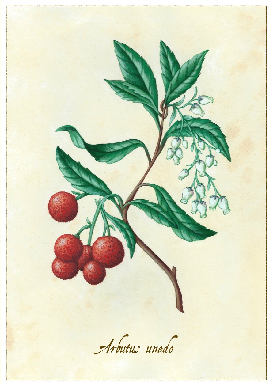 Arbutus Unedo by Annalisa Morrocco