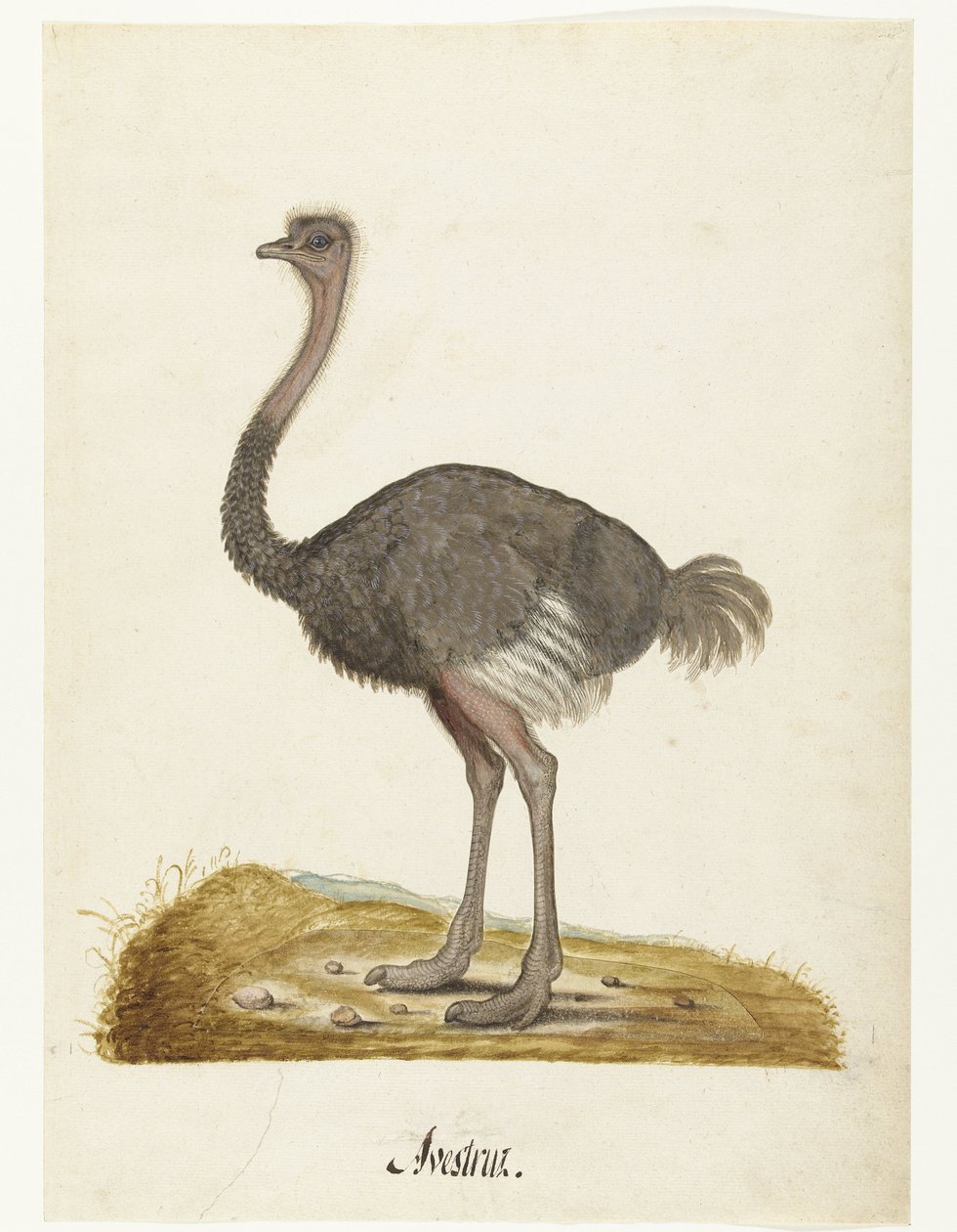 Album Sheet with an Ostrich (Lombard album) by Anonymous