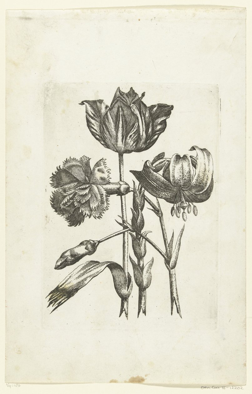 Carnation, Tulip, and Lily Novae Florum Icones (series title) by Anonymous
