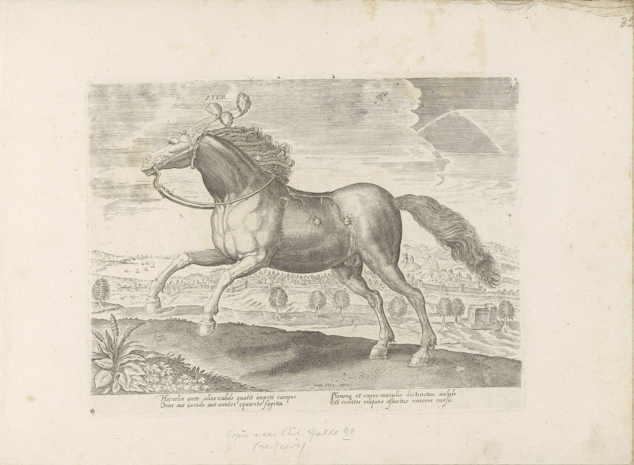 Arabian Horse (Horse Breeds from the Royal Stables of Don Juan of Austria) by Anonymous
