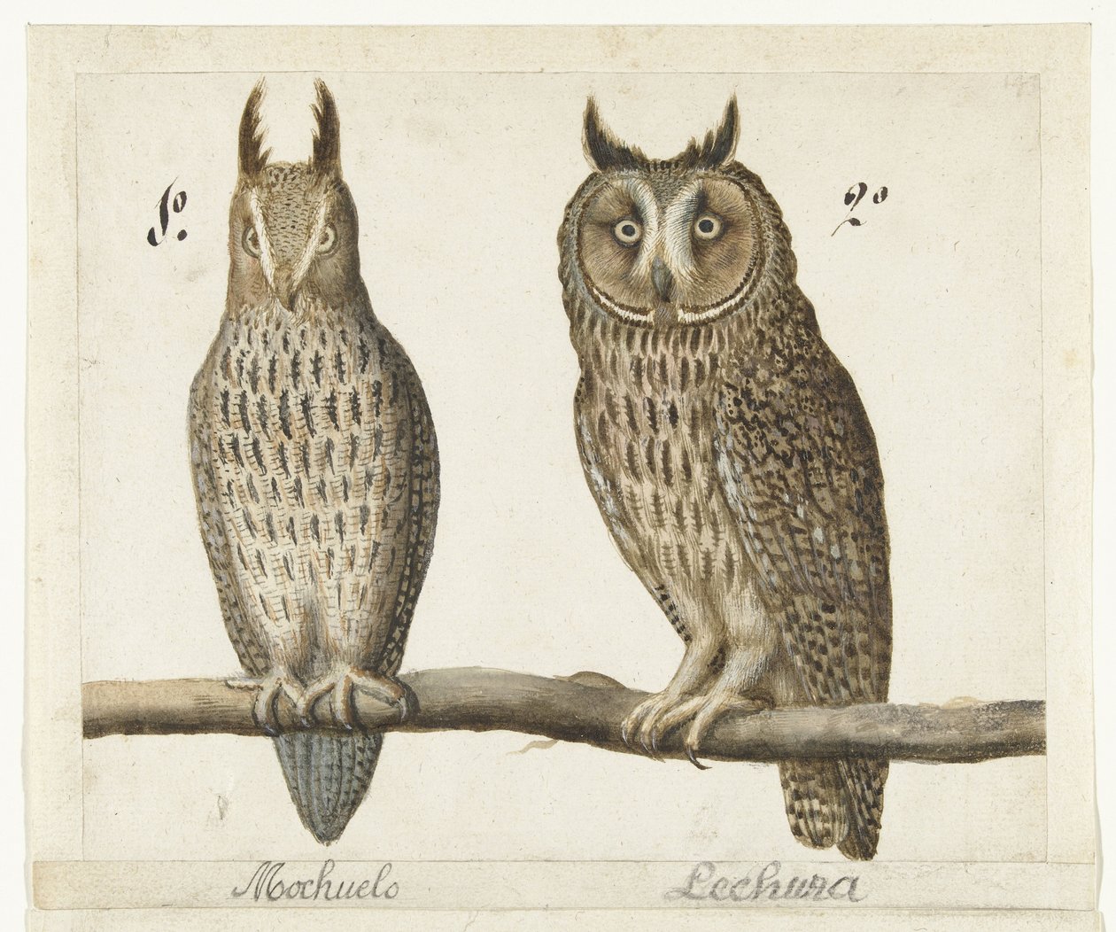 Pygmy Owl and Long-eared Owl by Anonymous